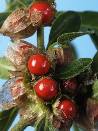 Ashwagandha? What is it and what are its benefits?